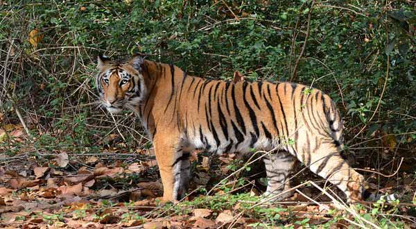 satkosia-tiger-reserve - Travel Holidays India