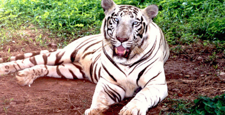 Odisha Wildlife Tour - Wildlife Tours in Odisha - Odisha Wildlife