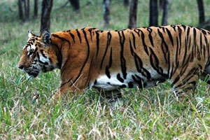 similipal-tiger-reserve - Travel Holidays India